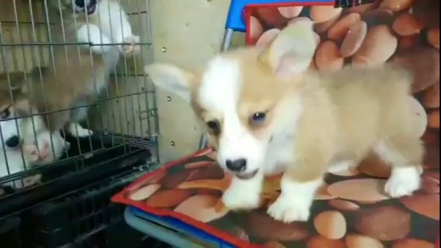 (D) CORGI XINH LẮM ACE ƠI ! ĐÓN CÚN .HỨA SẼ NGOAN. Mua bán Chó tại Quận Hải Châu Đà Nẵng được đăng bởi Tùng Lâm corgi hình 1