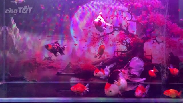 Cá cảnh Oranda Ranchu Đa sắc cho người mới chơi. Mua bán Thú cưng khác tại Quận 12 Tp Hồ Chí Minh được đăng bởi Huân hình 1