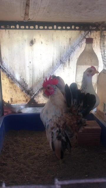 Gà Serrema Chuối Trống mái 5 tháng. Mua bán Gà tại Quận Bình Thạnh Tp Hồ Chí Minh được đăng bởi Nguyễn Thanh Lam hình 1