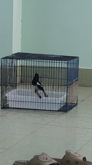 Chim tuyển VIP. Mua bán Chim tại Huyện Bình Chánh Tp Hồ Chí Minh được đăng bởi thiện chim than hình 1