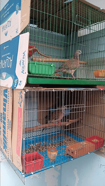 Hai cặp cu gáy sinh sản và lồng. Mua bán Chim tại Quận 12 Tp Hồ Chí Minh được đăng bởi quach tinh hình 1