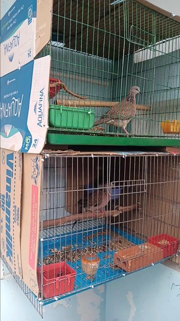 Hai cặp cu gáy sinh sản và lồng. Mua bán Chim tại Quận 12 Tp Hồ Chí Minh được đăng bởi quach tinh hình 1