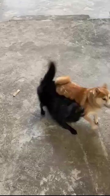 do nhà k muốn nuôi nữa cần sang nhượng. Mua bán Chó tại Thành phố Hải Dương Hải Dương được đăng bởi Phú Tăng hình 1