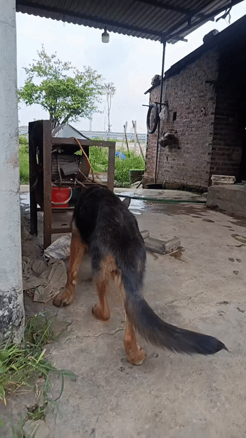 Chó becgie đức 4 tháng tiêm chủng đầy đủ . Mua bán Chó tại Thị xã Kinh Môn Hải Dương được đăng bởi Hải Dương clup hình 1