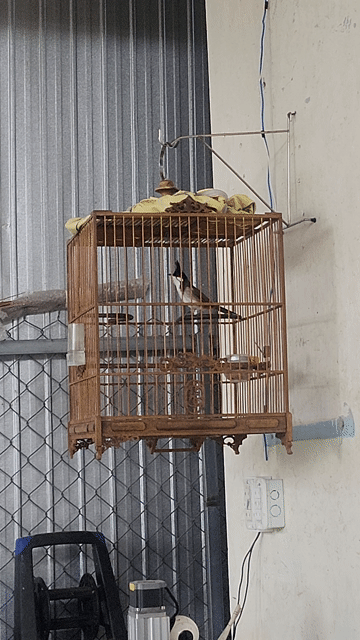 Chim chào mào màu Đỏ, Đen, Trắng, Nâu. Mua bán Chim tại Thành phố Huế Thừa Thiên Huế được đăng bởi Quốc Huy hình 1