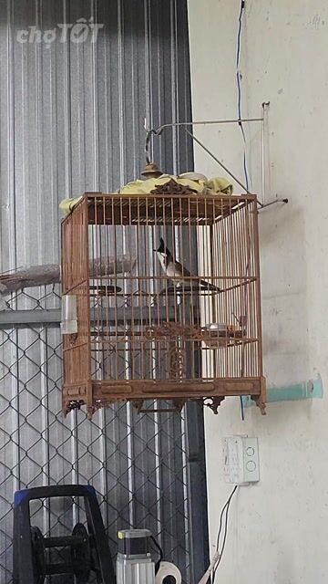 Chim chào mào màu Đỏ, Đen, Trắng, Nâu. Mua bán Chim tại Thành phố Huế Thừa Thiên Huế được đăng bởi Quốc Huy hình 1