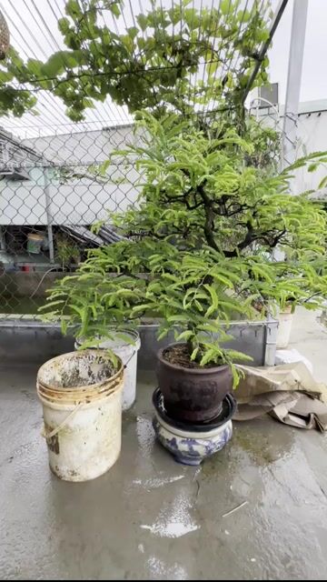 me chua. Mua bán Cây cảnh, đồ trang trí tại Thị xã Phú Mỹ Bà Rịa - Vũng Tàu được đăng bởi Ghiền Bonsai hình 1