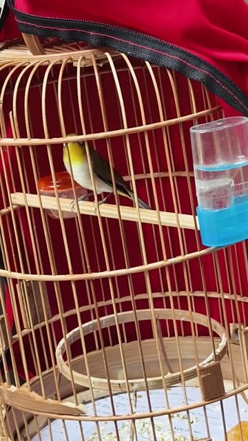 Chim khuyên. Mua bán Chim tại Quận Đống Đa Hà Nội được đăng bởi ĐỖ DUY TÙNG hình 1