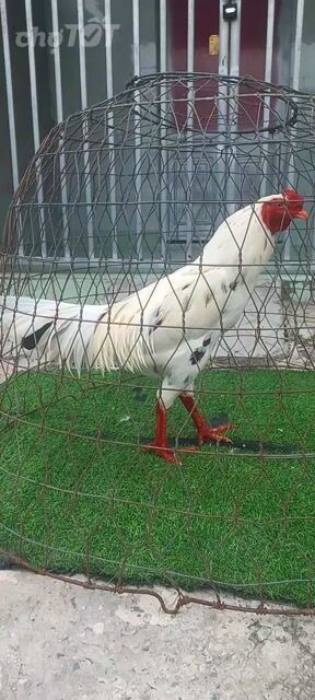 Gà tơ Trắng đốm đen 3.3kg. Mua bán Gà tại Huyện Đức Hòa Long An được đăng bởi Tran van tứ hình 1