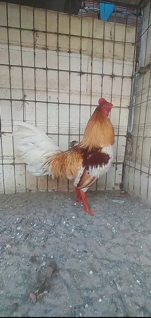 ga 1k8. Mua bán Gà tại Huyện Củ Chi Tp Hồ Chí Minh được đăng bởi a hưng củ chi hình 1