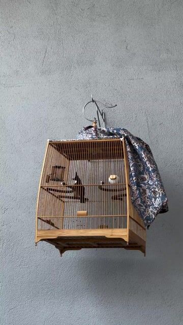 Chim chào mào trống. Mua bán Chim tại Quận Cẩm Lệ Đà Nẵng được đăng bởi Lê Trường Giang hình 1