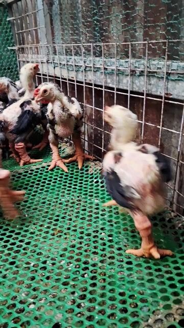 Gà giống 7-9 lạng đã tiêm. Mua bán Gà tại Thành phố Thủ Đức Tp Hồ Chí Minh được đăng bởi chuyên cung cấp gà đông tảo thuần chủng  hình 1