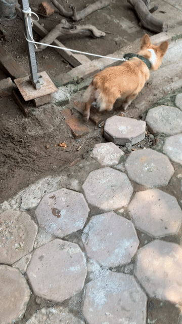 Chó Corgi đực 8 tháng. Mua bán Chó tại Huyện Thanh Trì Hà Nội được đăng bởi Béo hình 1