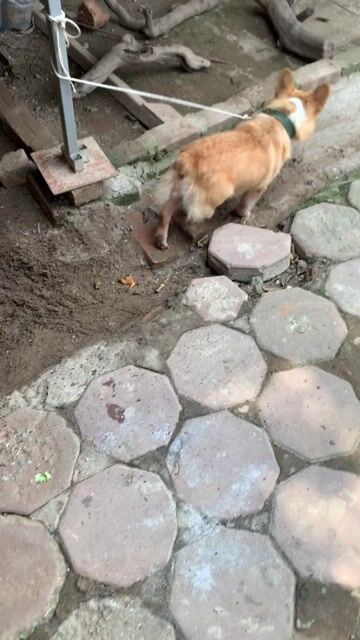 Chó Corgi đực 8 tháng. Mua bán Chó tại Huyện Thanh Trì Hà Nội được đăng bởi Béo hình 1