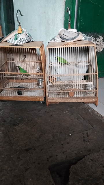 Chim Thanh Tước  đẹp. hót hay . Mua bán Chim tại Thành phố Thủ Đức Tp Hồ Chí Minh được đăng bởi  van loc hình 1