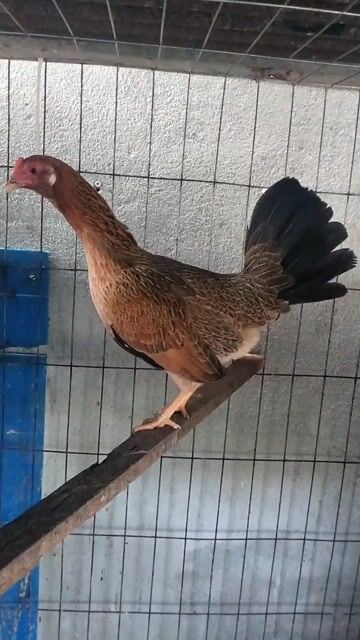 Gà Asil Mỹ mái 1.1kg Đang rớt so . Mua bán Gà tại Huyện Nhà Bè Tp Hồ Chí Minh được đăng bởi Trại Gà mini Đạt Nguyễn hình 1