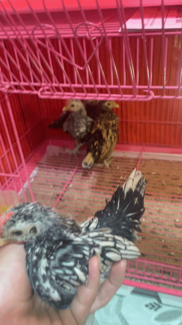 Gà vảy cá 2 trống 2 mái. Mua bán Gà tại Quận Bình Tân Tp Hồ Chí Minh được đăng bởi Tấn Hùng hình 1