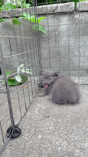 Mèo anh lùn xám xanh tặng bé lùn tabby xám trắng 😘. Mua bán Mèo tại Quận Cầu Giấy Hà Nội được đăng bởi Đinh Kiều Oanh hình 1