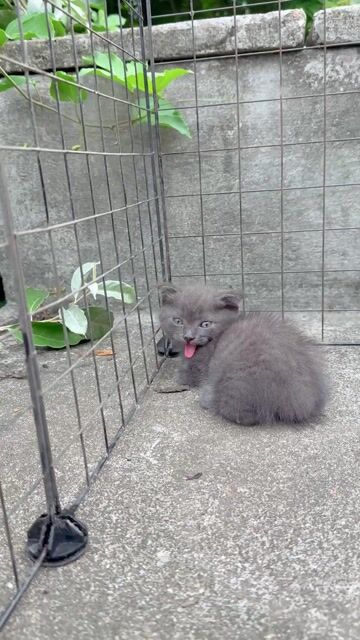 Mèo anh lùn xám xanh tặng bé lùn tabby xám trắng 😘. Mua bán Mèo tại Quận Cầu Giấy Hà Nội được đăng bởi Đinh Kiều Oanh hình 1