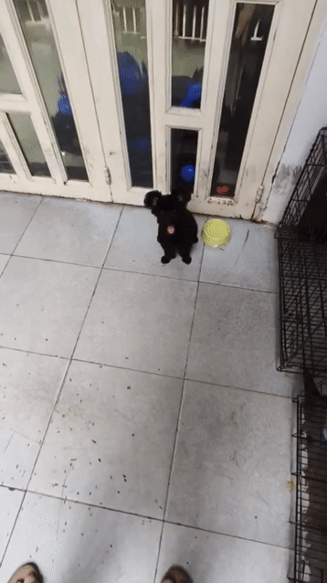 Chó Poodle Đen tai gấu. Mua bán Chó tại Quận Gò Vấp Tp Hồ Chí Minh được đăng bởi Tôi nek hình 1
