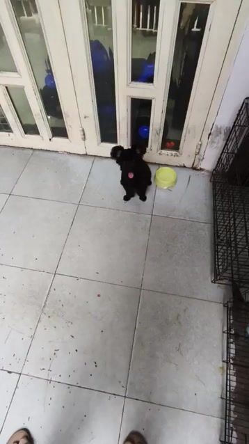 Chó Poodle Đen tai gấu. Mua bán Chó tại Quận Gò Vấp Tp Hồ Chí Minh được đăng bởi Tôi nek hình 1