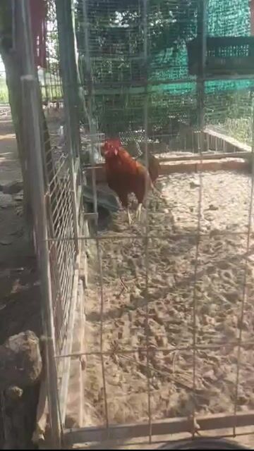 Gà nồi trắng gà tơ 4 con. Mua bán Gà tại Huyện Càng Long Trà Vinh được đăng bởi TN hình 1