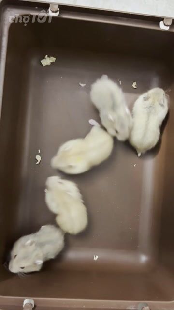 Chuột Hamster WW baby. Mua bán Thú cưng khác tại Thành phố Thủ Đức Tp Hồ Chí Minh được đăng bởi Phương Trang hình 1