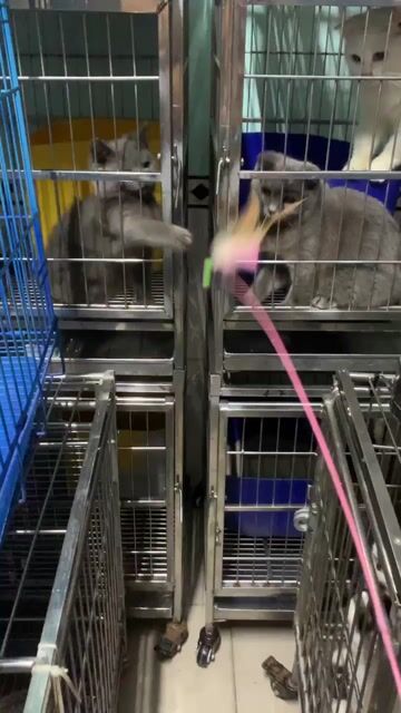 mèo anh ❤️ thuần chủng ❤️💚💙 đủ màu. Mua bán Mèo tại Quận 8 Tp Hồ Chí Minh được đăng bởi Cửa Hàng Thanh Lý Đồ Cũ Mới hình 1