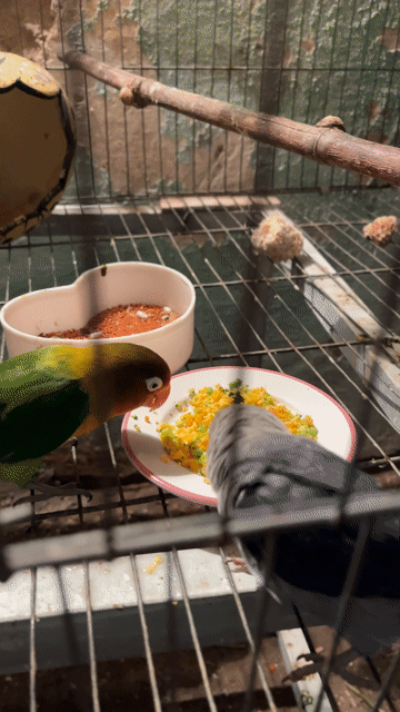Chim Lovebird Xám Xanh Cam sinh sản. Mua bán Chim tại Thành phố Thủ Đức Tp Hồ Chí Minh được đăng bởi Tuấn hình 1