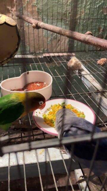 Chim Lovebird Xám Xanh Cam sinh sản. Mua bán Chim tại Thành phố Thủ Đức Tp Hồ Chí Minh được đăng bởi Tuấn hình 1