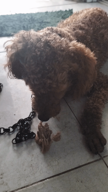 Chó Poodle Nâu 2 tuổi. Mua bán Chó tại Thị xã Tân Uyên Bình Dương được đăng bởi Thinh hình 1