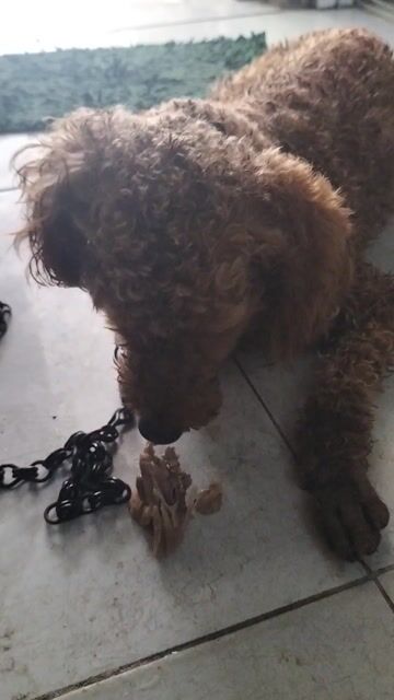 Chó Poodle Nâu 2 tuổi. Mua bán Chó tại Thị xã Tân Uyên Bình Dương được đăng bởi Thinh hình 1