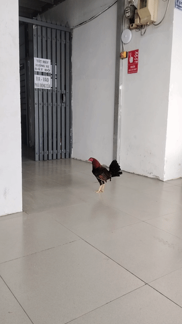 Gà hay góp gẻn ko trả giá. Mua bán Gà tại Huyện Bình Chánh Tp Hồ Chí Minh được đăng bởi Mình Phước Bùi hình 1