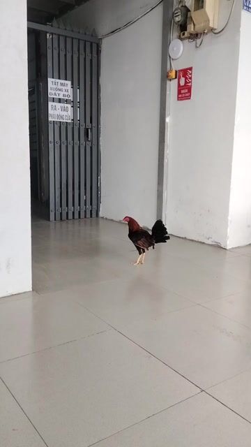 Gà hay góp gẻn ko trả giá. Mua bán Gà tại Huyện Bình Chánh Tp Hồ Chí Minh được đăng bởi Mình Phước Bùi hình 1