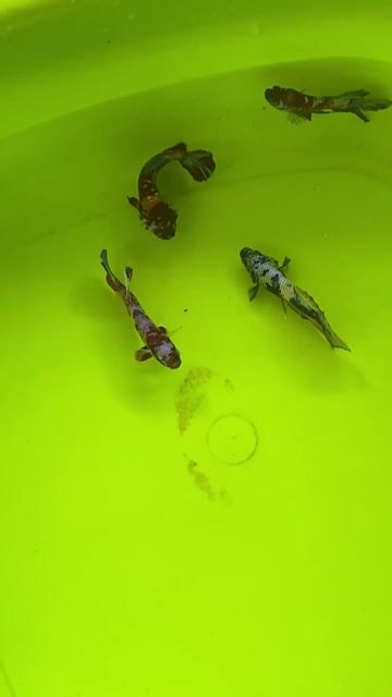 Cá Betta Đa sắc Size to 4 bé 100k. Mua bán Thú cưng khác tại Quận 7 Tp Hồ Chí Minh được đăng bởi Cuong Ken Dy hình 1