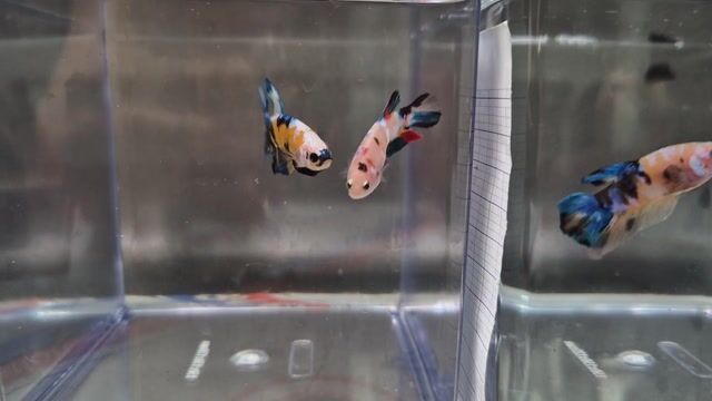 Cá betta