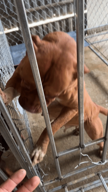 Chó Bandog cái. Mua bán Chó tại Huyện Anh Sơn Nghệ An được đăng bởi HoangZa cover hình 1