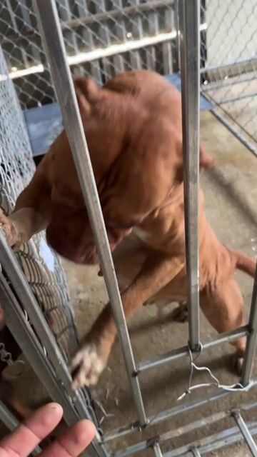 Chó Bandog cái. Mua bán Chó tại Huyện Anh Sơn Nghệ An được đăng bởi HoangZa cover hình 1