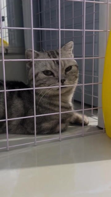 Mèo Munchkin đực 1 tuổi. Mua bán Mèo tại Huyện Đất Đỏ Bà Rịa - Vũng Tàu được đăng bởi nguyễn hân hình 1