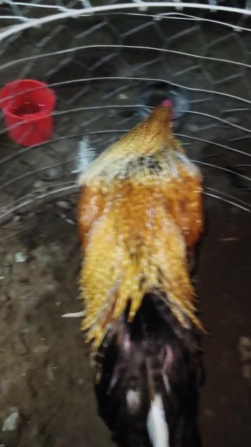 Gà choi đực 3kg. Mua bán Gà tại Huyện Thoại Sơn An Giang được đăng bởi A Thât Tha hình 1