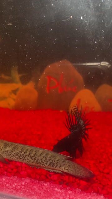 Cá Betta Đuôi tưa Đen. Mua bán Thú cưng khác tại Thành phố Thủ Đức Tp Hồ Chí Minh được đăng bởi minh hình 1