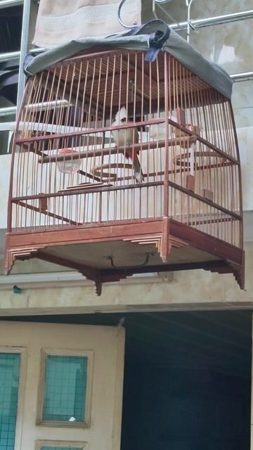 Chim chào mào Hơn 1 mùa Không tật lỗi. Mua bán Chim tại Quận 7 Tp Hồ Chí Minh được đăng bởi a châu hình 1