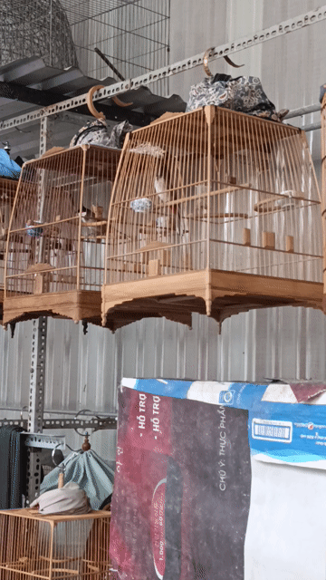 Chim chào mào cafe. Mua bán Chim tại Huyện Phong Điền Cần Thơ được đăng bởi Nguyen hình 1