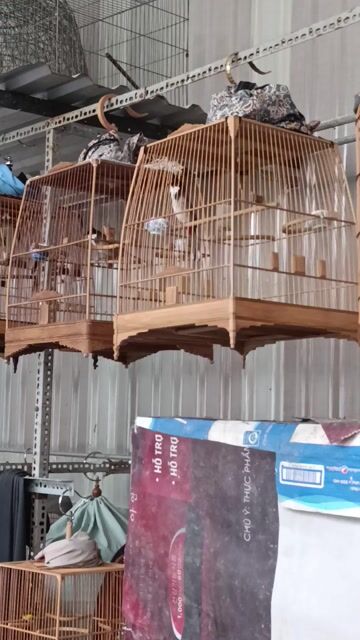 Chim chào mào cafe. Mua bán Chim tại Huyện Phong Điền Cần Thơ được đăng bởi Nguyen hình 1