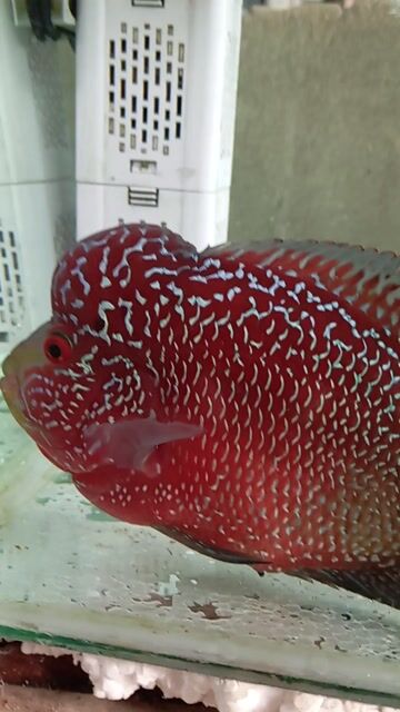 Cá La Hán Đỏ Xanh. Mua bán Thú cưng khác tại Huyện Gò Dầu Tây Ninh được đăng bởi Qúi hình 1