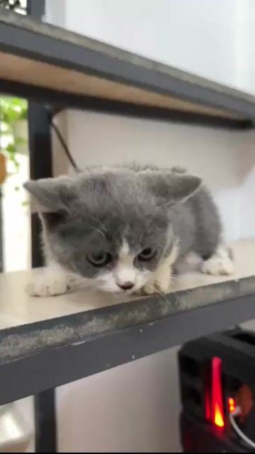 Mèo Munchkin con Xám trắng pass giùm khách. Mua bán Mèo tại Thành phố Thuận An Bình Dương được đăng bởi Tiệm Mèo Nhà Mon hình 1