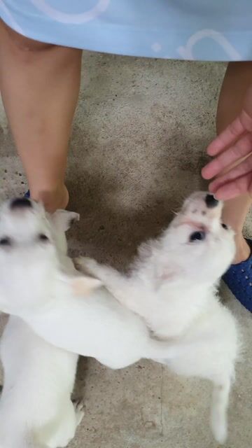 Chó Con hơn 2 tháng (Chó Nhật lai). Mua bán Chó tại Huyện Cẩm Khê Phú Thọ được đăng bởi Tên chưa cung cấp hình 1