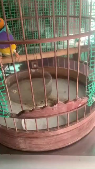 Chim sẻ cầu vồng non mới lớn. Mua bán Chim tại Quận 11 Tp Hồ Chí Minh được đăng bởi Nguyễn Hoàng Duy hình 1