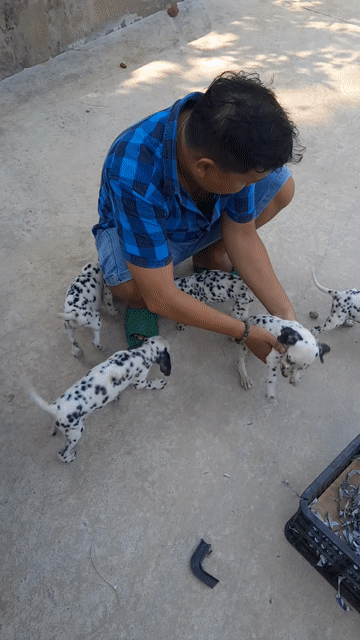Chó Đốm thuần chủng cao, chất lượng tốt, nổi tiếng. Mua bán Chó tại Huyện Củ Chi Tp Hồ Chí Minh được đăng bởi Nguyễn Huy hình 1