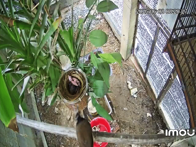 Chim chào mào non 3 con. Mua bán Chim tại Huyện Vĩnh Cửu Đồng Nai được đăng bởi phong bụi hình 1
